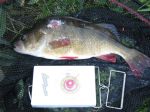2lb 4oz Perch