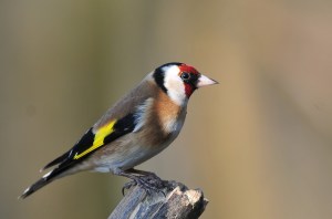 Goldfinch