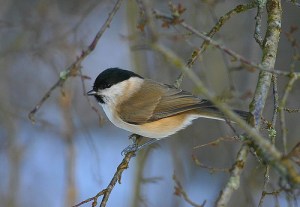Marsh Tit