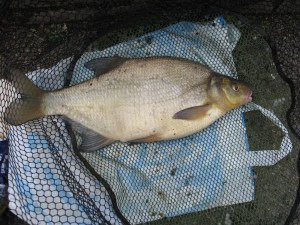 4lb 12oz Bream