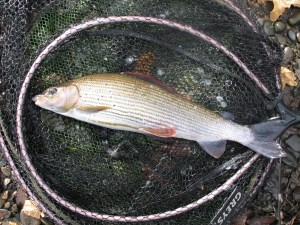 A decent grayling