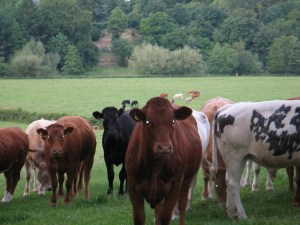 Even the cows are possessed  at Perryhill.  Bullocks I hear you cry!