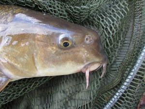 A rather unusual blunt nose didn't stop this Trent barbel from feeding.