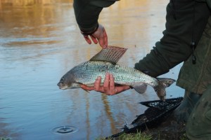 A big Itchen Grayling from a few years ago
