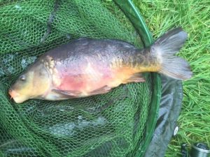 12lb carp