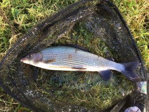 2lb-grayling