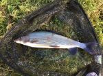 2lb-grayling